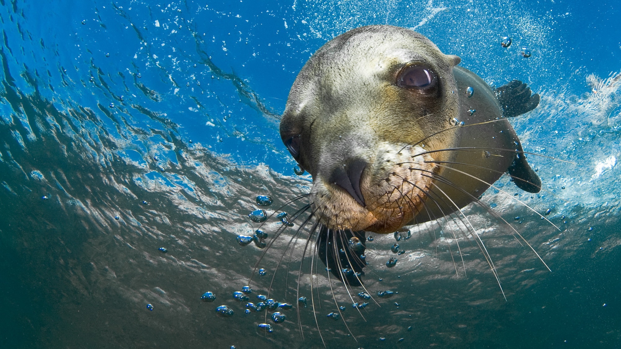 THE MARINE ENVIRONMENT: PLAYING OUR PART